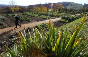 Thomas Jefferson grew 330 varieties
of vegetables at Monticello.