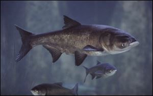 Bighead Asian carp, the species of these at Chicago's Shedd Aquarium, have moved toward Lake Michigan by a series of natural and man-madewaterways.