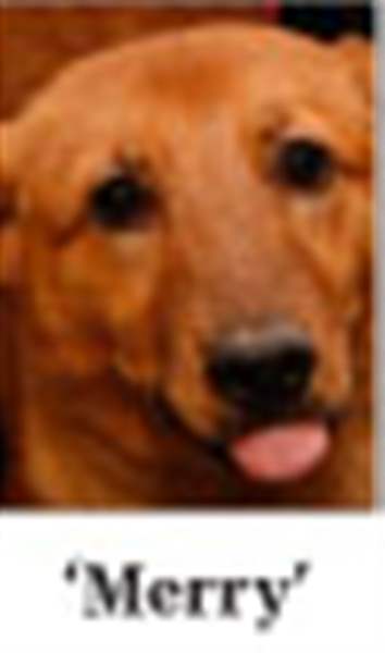 Lucas-County-Dogs-for-Adoption-12-28-2