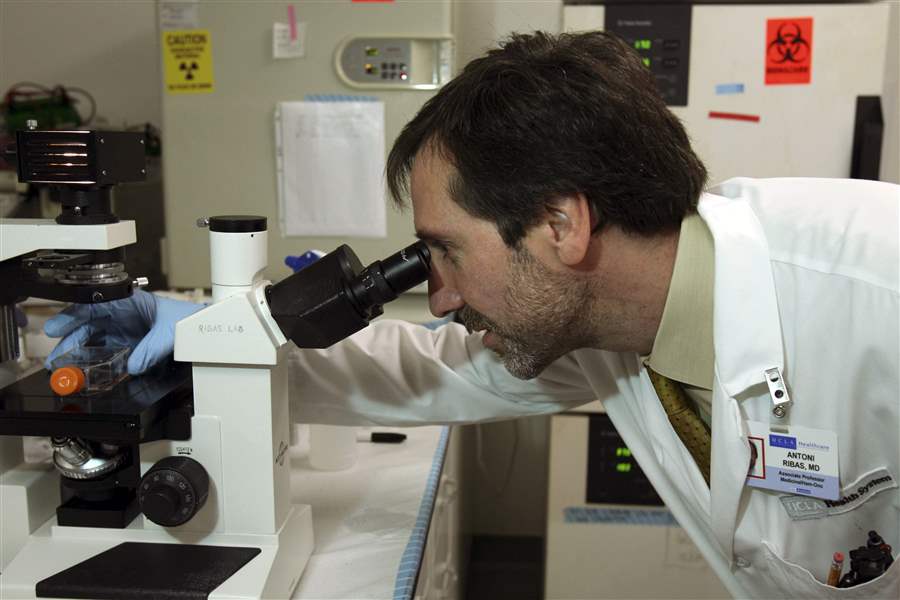 Dr-Antoni-Ribas-the-melanoma-oncologist-running-UCLA-s-arm-of-a-cancer-drug-trial-views-cancer-cells-through-a-microscope-at-his-laboratory-at-the-UCLA-Jonsson-Comprehensive-Cancer-Center-in-Los-Angeles