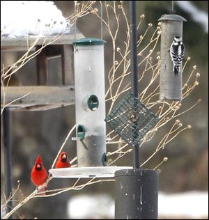 SLUG:  ROV secor                                 2/9/2011 The Blade/ Amy E. Voigt                           Toledo, Ohio     CAPTION:  Two cardinals sit on the edge of a bird feeder as the snow begins to melt in Secor Metropark on February 9, 2011.