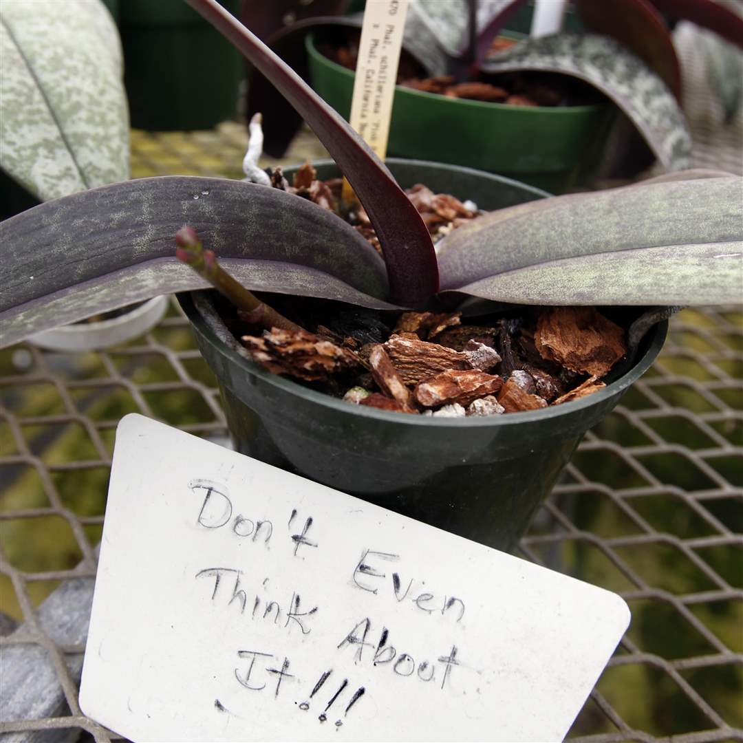 Taylor-Orchids-Plant-Sign