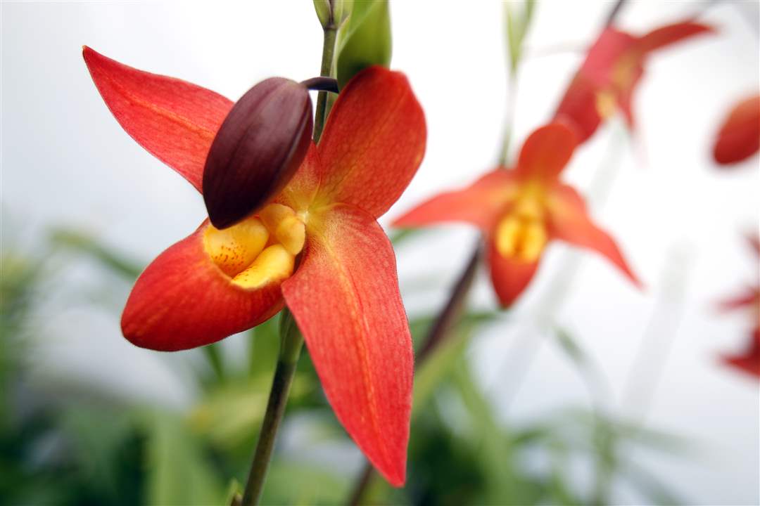 Phrag-Don-Wimber-Orchid