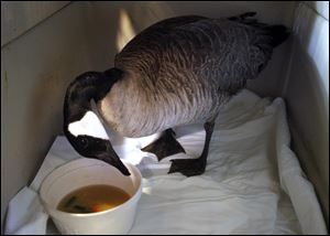Sick birds have been taken to area facilities that try to rehabilitate wildlife. Some birds got better; most did not.