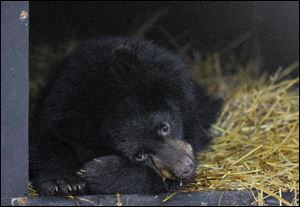 Finding out how bears regular body temperature could help in the treatment of heart attack and stroke victims.