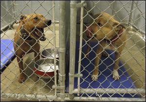 Although fighting dogs often are able to be rehabilitated, Linda Benson, director of the Monroe County Sheriff’s Animal Control Shelter, does not believe the ‘pit bulls’ confiscated in the dogfighting raid will be able to be adopted out.