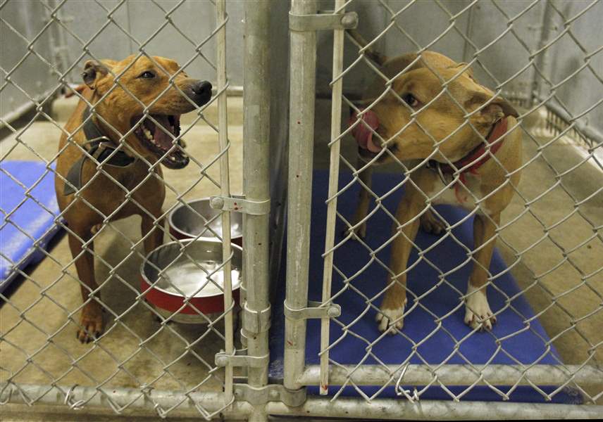 DOGFIGHTING-PIT-BULLS