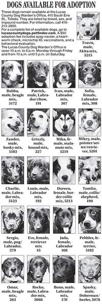 dogs-for-adoption-march-20