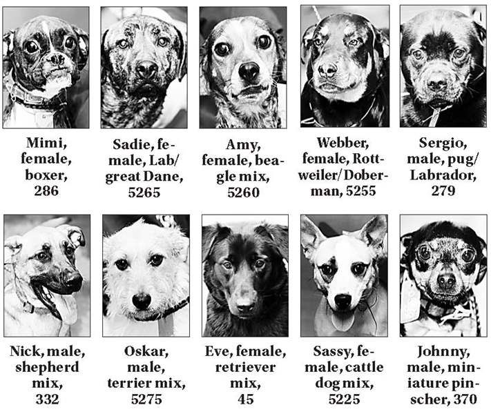 dogs-4-2