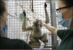 Katie Clifton, left, holds an ultrasound transducer on a gibbon named Hue, as Koral Stoddard keeps her occupied with treats during an ultrasound procedure at the Toledo Zoo..