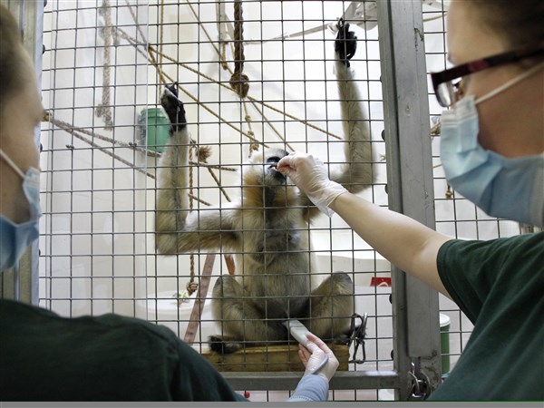 Patients in training: Zoo animals learn to undergo medical procedures ...
