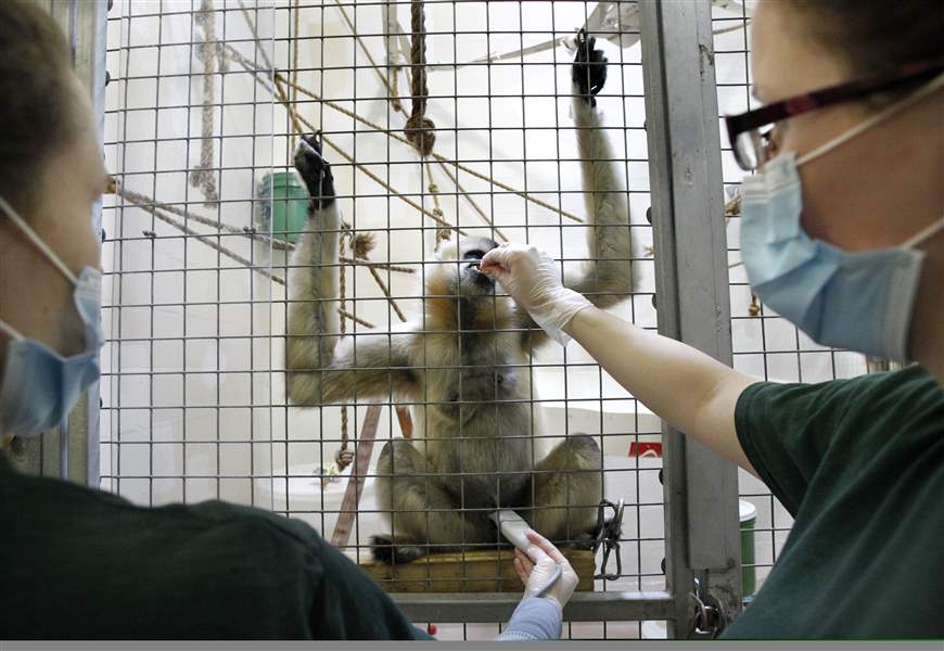 Toledo-Zoo-Katie-Clifton-Koral-Stoddard-Hue-gibbon