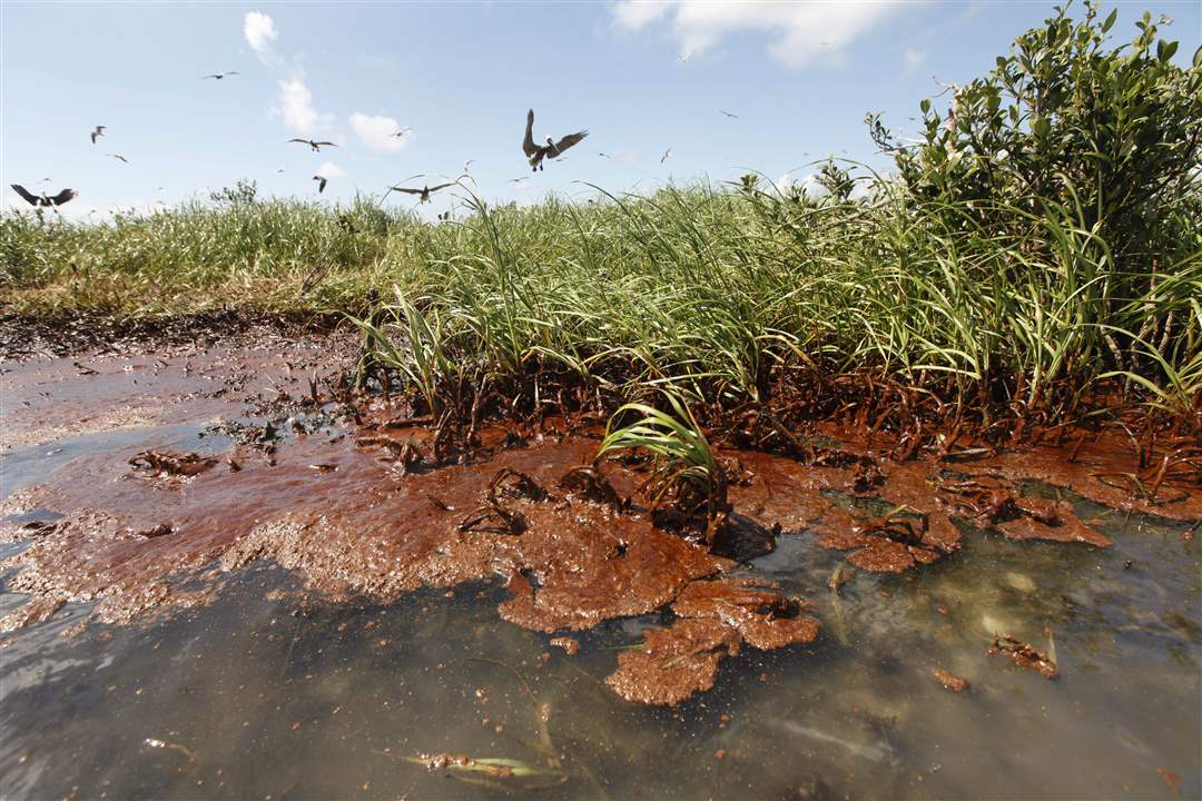 Gulf-Spill-Anniversary-Bataria-Bay-terns