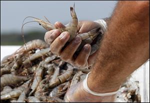 Commercial fisherman Ted Petrie picks through a pile of shrimp on his boat in Grand Isle, La., Wednesday, April 20, 2011. Petrie took a job helping with Deepwater Horizon oil spill response efforts in order to make ends meet when local waters were closed to fishing. A year after the spill began, he wonders about its long term effects on marine life and is apprehensive about his odds for success in future shrimp seasons.