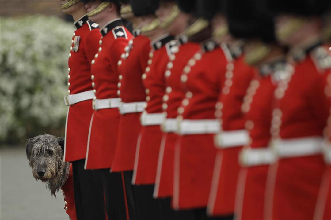 Conmael-the-Irish-Wolfhound