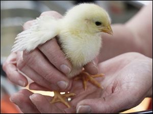 Chicks are for sale at Tractor Supply on West Central Avenue in Toledo.
