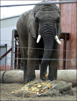 Louie gobbles up his 50-pound birthday cake made of cornmeal with peanut butter frosting. Celery stalks stood in for candles.