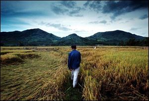 Kieu Trac walks through a Song Ve Valley rice paddy in June, where his father, Kieu Cong, and other farmers were killed by Tiger Force soldiers 36 years ago. 