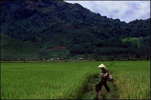 Farming ceased after Tiger Force swept through the region in 1967 but has since resumed.