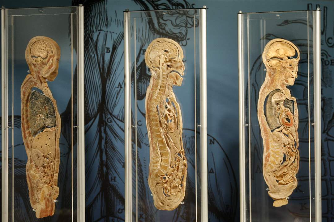 Bodies-Revealed-Exhibit-body-cross-sections