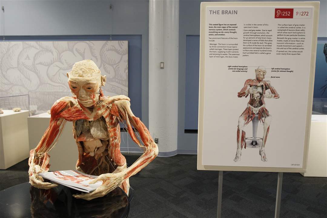 Bodies-Revealed-Exhibit-of-brain