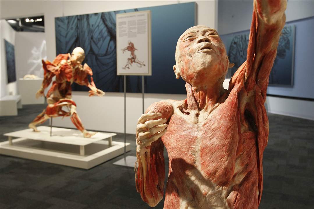 Bodies-Revealed-Exhibit