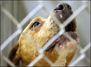 The Monroe County sheriff's animal control office initially had custody of dogs seized in a raid. The 'pit bulls' were turned over to rescue groups after two dogs were injured.