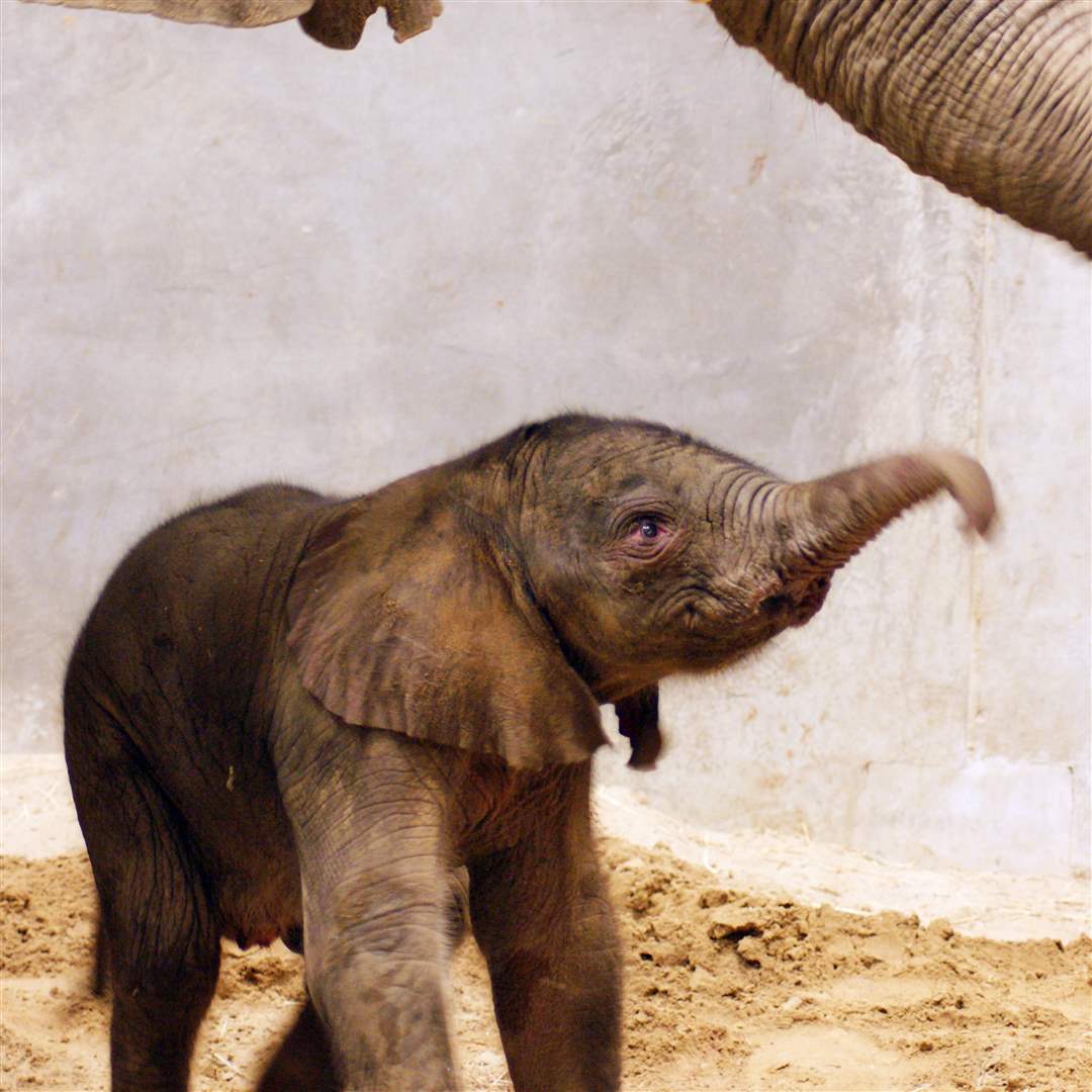 Toledo-Zoo-baby-elephant-newborn
