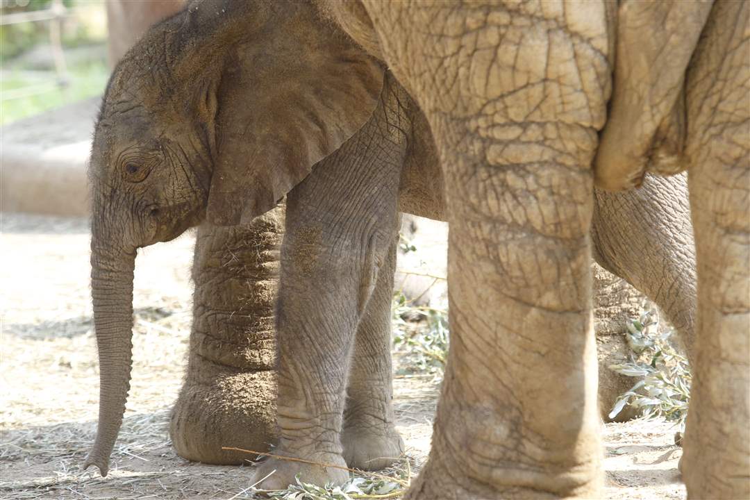 Toledo-Zoo-baby-elephant-bonding-Renee