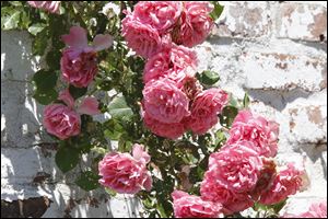 Roses climb a wall in Wayne and Deb Court's garden.