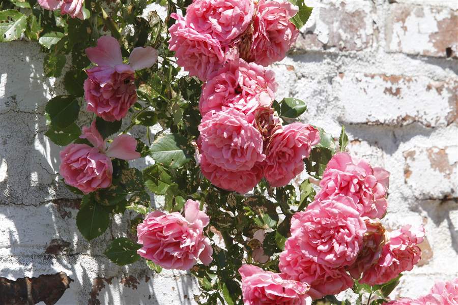 Roses-Court-garden