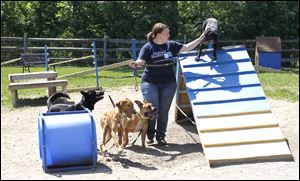 Staff behaviorist Aja LeBarr works with dogs in the dog play group at the Toledo Area Humane Society.