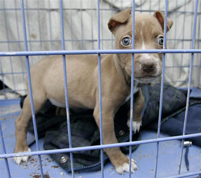 Dog-advocates-pit-bulls-ohio-general-assembly