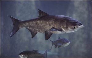 Asian bighead carp, shown here at Shedd Aquarium in Chicago, are voracious eaters of plankton that biologists believe could starve out the fish that populate the Great Lakes.