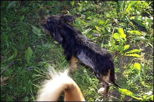 The Humane Society seized several animals, including this dog, from a trailer in the Twinwall Village Mobile Home Park.