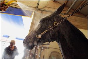 A 2-year-old trotting filly named Eye Luv Chocolate gets a cooling shower at the Illinois State Fairgrounds.