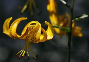 A lily in Dave Urbank's garden in Toledo.