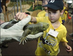 A.J. Quisno, 6, of Toledo, touches a prehensile tailed skink lizard during African Safari camp at the Toledo Zoo.