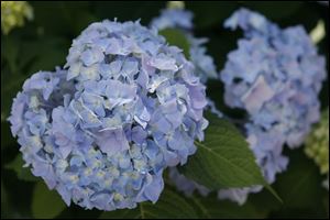 Hydrangeas bloom in Dave Urbank's Old West End garden.