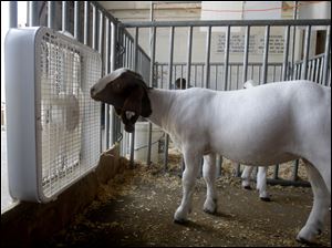 A boer goat nuzzles up to a fan inside the sheep barn Thursday at the Warren County Fair in Lebanon, Ohio.
