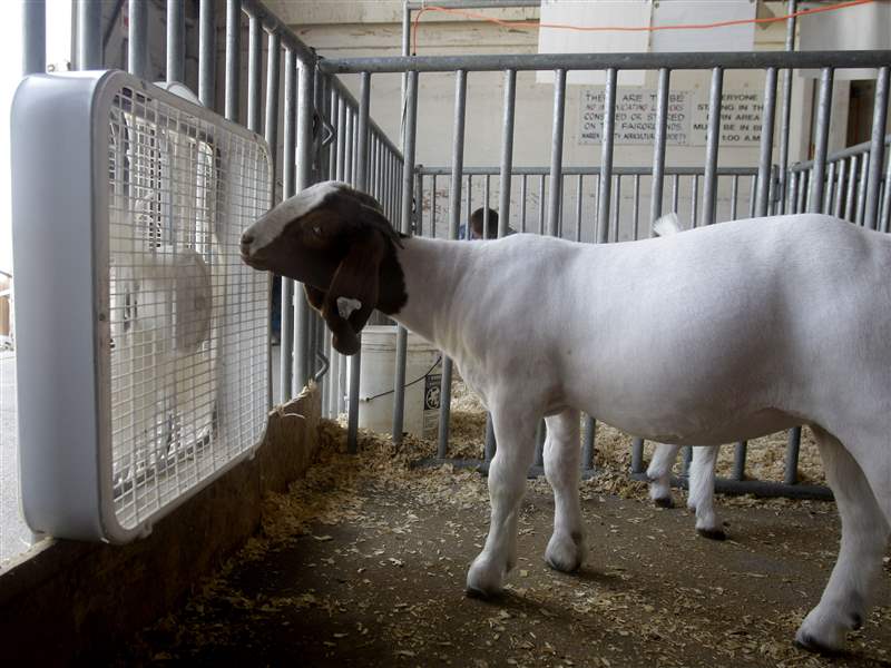boer-goat-Warren-County-Fair-fan