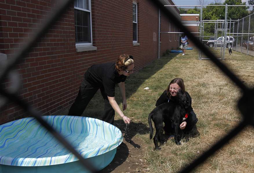 Dog-warden-yard