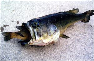 A largemouth bass apparently choked to death while trying to make a meal out of a large sunfish in the pond on the property of Rita Adams of Wauseon. 