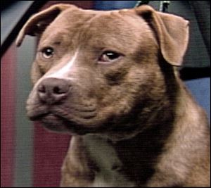 Strict laws together with overbreeding and widespread public mistrust have made it difficult to
find homes for ‘pit bulls.’
