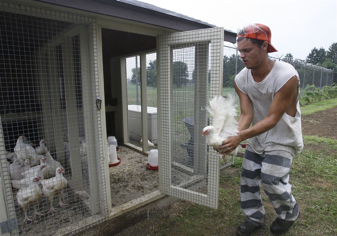 Garden Chicken Coop Help Jail Save Money Toledo Blade