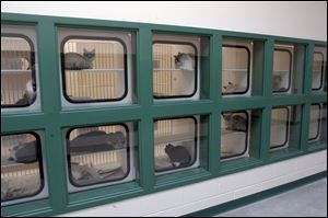 Cats fill cages at the Washoe County Regional County Animal Control Center. Animal control shares a facility with Humane Society of Nevada, which handles all adoptions and owner surrenders. County staff focuses on returning dogs to owners.
