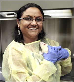 UT researcher and associate professor Bina Joe works with rats to pinpoint specific genes that contribute to high blood pressure.