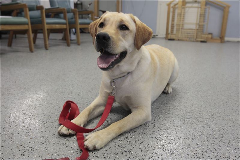 Fund-raiser set for Assistance Dogs - Toledo Blade