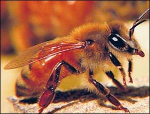 An Italian honey bee.