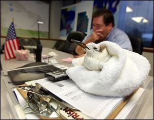 Plaquemines Parish, La., President Billy Nungesser, returns to work Saturday  in the Emergency Operations Center in Belle Chasse, La., after rescuing a seagull he found on the highway with a broken wing, probably caused by high winds from Tropical Storm Lee. The bird was taken to Audubon Zoo where it is recovering.  